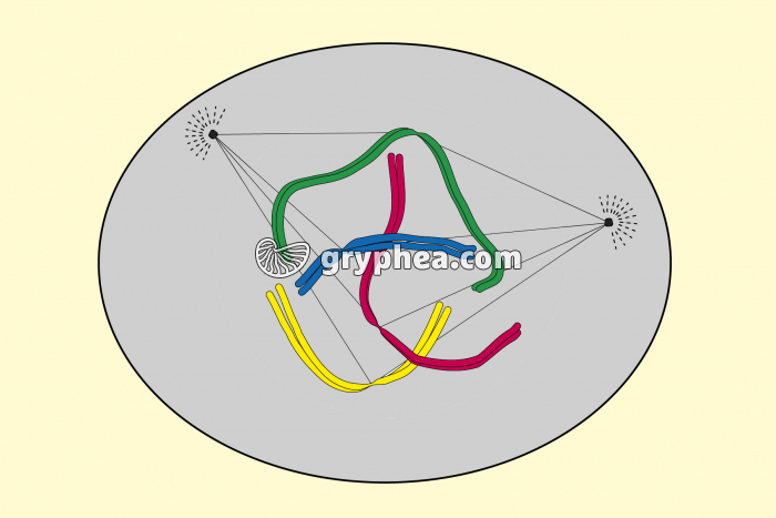 Mitose animale - Métaphase (début) - gryphea.com